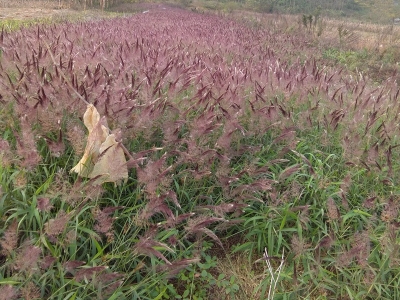 糖蜜草種子每畝地播種多少？