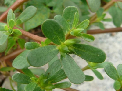 馬齒莧種子可以用水泡幫助發(fā)芽嗎？