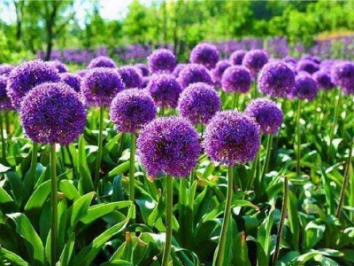 大花蔥種子多長時(shí)間開花？