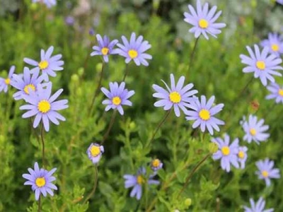 雛菊種子多久開(kāi)花？