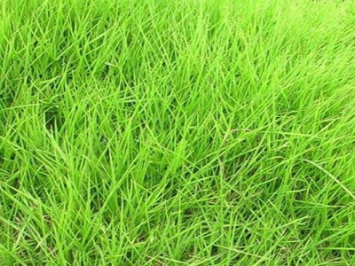 狗牙根草坪跟天鵝絨草坪的區(qū)別是什么？