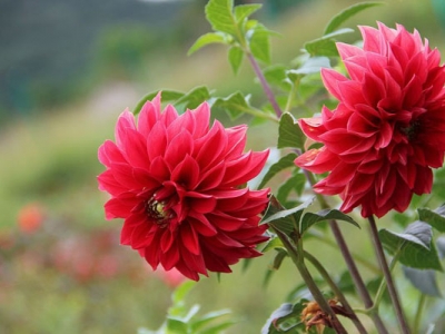 大麗花種子幾天發(fā)芽？
