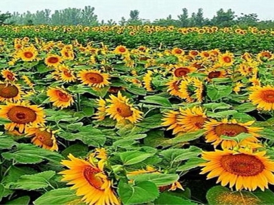 矮向日葵種子幾天發(fā)芽？