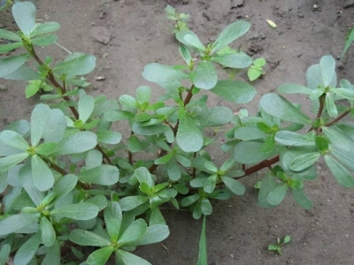 馬齒莧種子幾天能發(fā)芽？