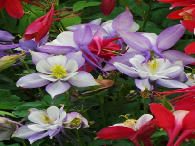 耬斗菜種子幾天后發(fā)芽？
